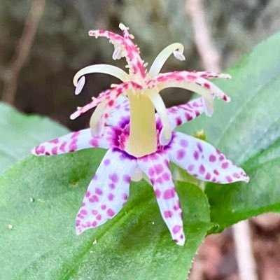 海派の山好き△▲たま〜にキャンプ▽▼⑅*.性格は雑ᵕ̈ 記憶力がないᵕ̈フォローはご自由にどうぞ♪̊̈♪̆̈