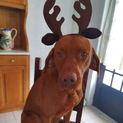 PPauloMLopes's profile picture. 