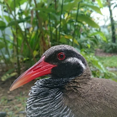 jumppion's profile picture. 熊本生まれ福岡育ち｜那覇と粟国の2拠点生活🏝
那覇：IT、DX、WEB集客、業務効率化関連の運用関連の運用アドバイザー
粟国：ヤギと戯れたりする生活
自由に呟いてます。