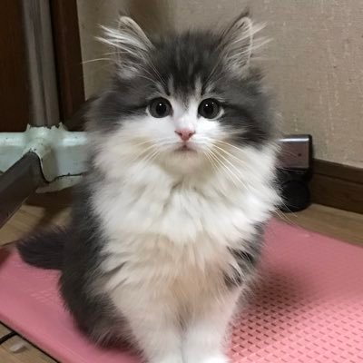 HUvT5aP6Fv5MOKB's profile picture. 