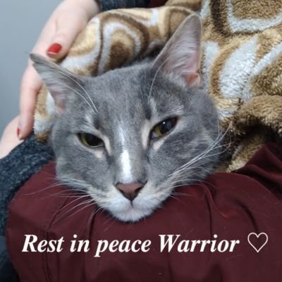 WarriorTheCat1 Profile Picture