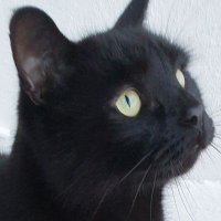 Raymond (@raymondgoodcat) 's Twitter Profile