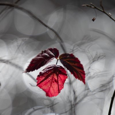 MangoSexCpl's profile picture. Adventurous Couple, seeking fun and new experiences. (j) = her / (e) = him.