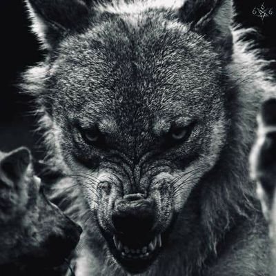 okkultista's profile picture. 