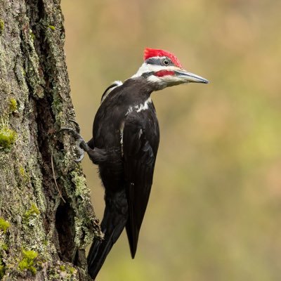 SbsmackySusan's profile picture. Married mom of 2, owned by a dog & a cat . VetTech 20+ yrs. Jersey girl living in Kentucky 🤘🏼Def Leppard , Mando, NJ Devils 🏒, NY Mets ⚾️. IJ 💟