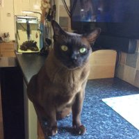 Roe Cats (@roecats4) 's Twitter Profile Photo Roe Cats (@roecats4) 's Twitter Profile Photo