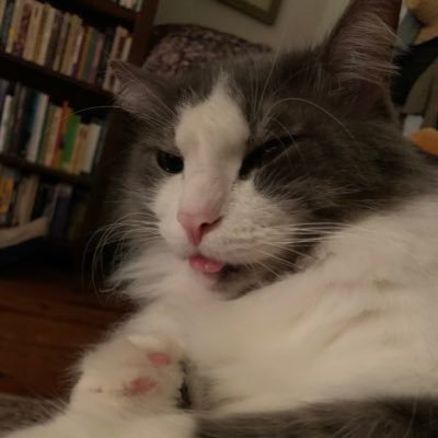 TeegeMe's profile picture. Good morning, it's possum day. I feel like a possum in every way.