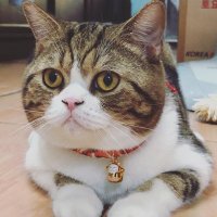 atiiz ฮะเก๋า Hakao (@atiiz) 's Twitter Profile