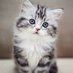 Cute Cats (@masud_binte) Twitter profile photo Cute Cats (@masud_binte) Twitter profile photo