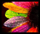 ThePortals's profile picture. 