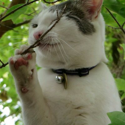 divtov's profile picture. 