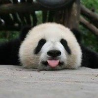 Atty. na! ๐ฅ (@futurepandaatty) 's Twitter Profile