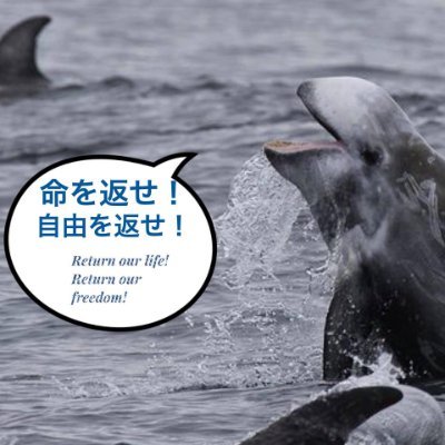 イルカショーをボイコットをしようl の恋人 #captivitykills を殺す #emptythetanks #tweet4taiji #tweet4dolphins  #StopYulin  #イルカ天使 #DolphinAngels   #StandForWolves/coyotes
No DMs