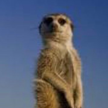 Meercat21266375 Profile Picture