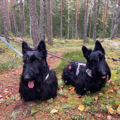 Bobby likes walks in the woods, toys and treats. Winston likes food, treats and parks. They both are Scottish terriers.