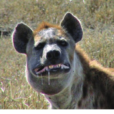 Hyena Mapere