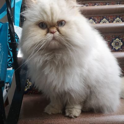 Bibianne96's profile picture. Music Festival fan, Rocker of heart & soul