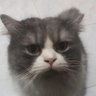 agungbimo's profile picture. 