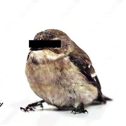 dirtybirdytoys's profile picture. 18+ NSFW
I make pretty things for pervy nerds. Also, body positive, body safe, environmentally responsible, and committed to ending sexual violence