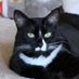Rachel Cattow, and sometimes Katy Purr (@newscats2) Twitter profile photo Rachel Cattow, and sometimes Katy Purr (@newscats2) Twitter profile photo