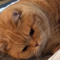 แม่เบ้บ (@mandarinssour) 's Twitter Profile
