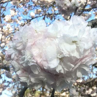 去年9月に父死去。要介護4祖母施設。ASD・ADHDのグレーゾーン。地域包括で働いてます。否定や悪口は敏感で怖いのでお断りです。無言フォローしていることが多いです。