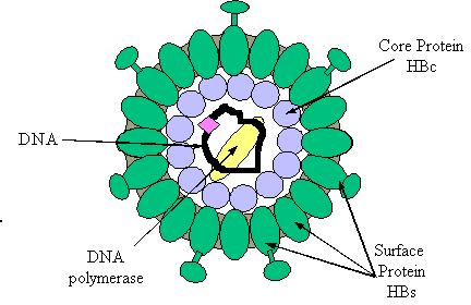 A virus with a lipid envelope, a protein core, and DNA. Not a disease exclusive of those who practice unsafe sex or IV drugs. There is a vaccine against me.