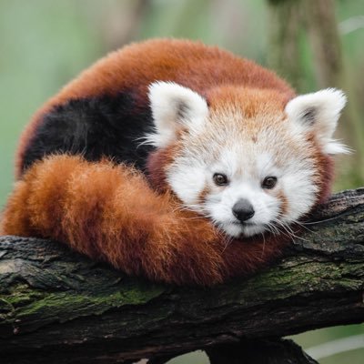Hello! I am Ailurus fulgens but most people know me as the red panda! ❤️🐼 Jaira Santos @TVHSscience