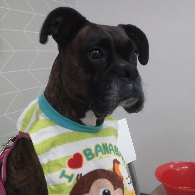 38Sandy48's profile picture. I am a mother, a wife and a die hard fan of NASCAR. Jimmie Johnson and Chad have been my favorite since coming to NASCAR. NRA member. Love my Boxer Sasha dearly