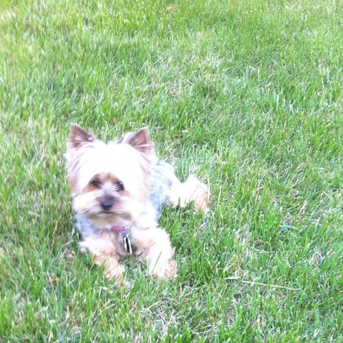 SupermodelDog's profile picture. worlds first supermodel dog & childrens book author (the bitches be mad)