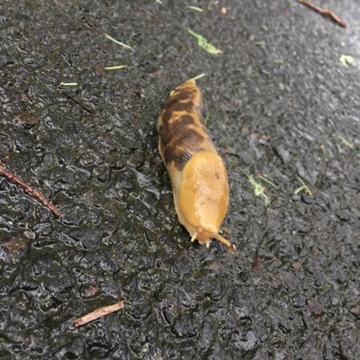 agent_buttpaste's profile picture. 