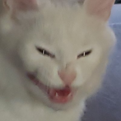 very kitty cat memes (@verykittycats) / Twitter very kitty cat memes (@verykittycats) / Twitter