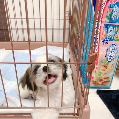 気ままな一人暮らしの独女👧2018.12.24意識不明。愛犬ころんのアカウント作りました🐶たまに🌈組のティアラちゃんも登場します🐶💕 ティアラR2.6.23。16歳でした🌈🐶ころんR2.5.11生まれ🐶💕ころんはフードアレルギーです💦ティアラに逢いたい🐶💗ころんのイケワンなお婿さん募集中💕