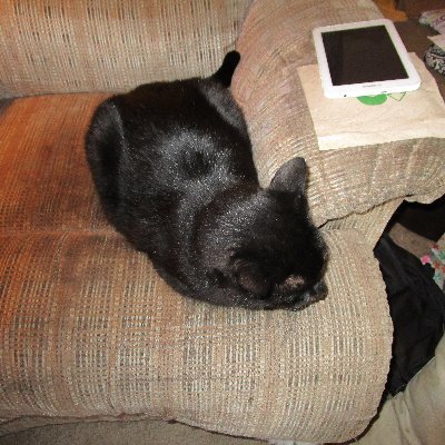 shellyjardine3's profile picture. a diabetic with turners syndrome