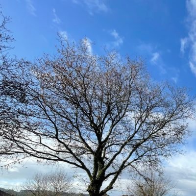 SoyPostPc's profile picture. 