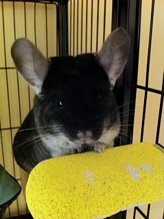 BobaMonster's profile picture. I'm a fluffy black velvet chinchilla. My humans thought it'd be cute if I tweeted.