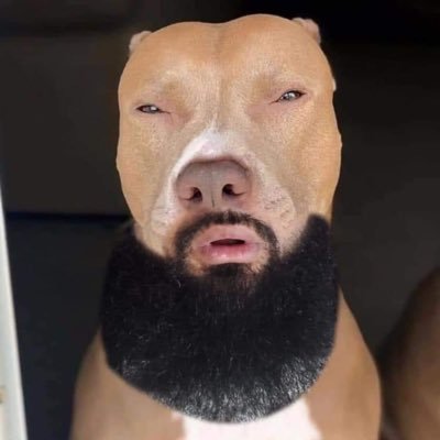 nottomcruiseee's profile picture. I feel like I’m Tom cruise. A pit bull with a sunni. wild shit