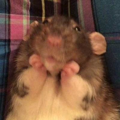 DiariasDosis's profile picture. BOO!
"Te quiero pero me quiero más a mí"
🇲🇽📍
