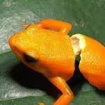 OrangeFrog16's profile picture. I am a small twitch streamer who is just trying something new. Come watch me at Orange_frog13 on twitch They/Them