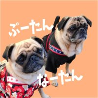 ぶーたん♂となーたん♀ (@brewry_days) 's Twitter Profile