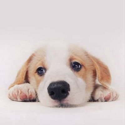 anasteelea's profile picture. I, Me and Myself