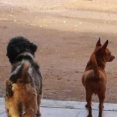 #Hakka #507 #Broker@ventas507Realty, #Incaista Wannabe #Tech #geek #Security IT BI Fintech ♥♥Doglover