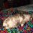 DonnaAr15374564's profile image