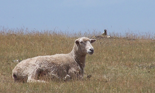 M_RD_Mullin's profile picture. Scientist, Outdoors-woman, Mother, Crafter, Cardinal Fan, Optimist, Environmentalist