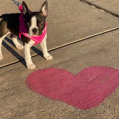 Shhlibrary's profile picture. 🥸