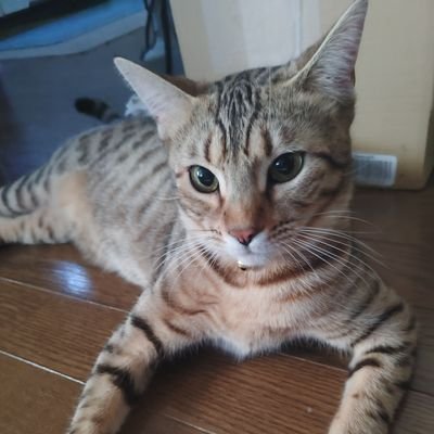 mndkQXiBQKZcl4O's profile picture. SPRでありタカの部隊でもある
BattleNET名はHARIOWALD