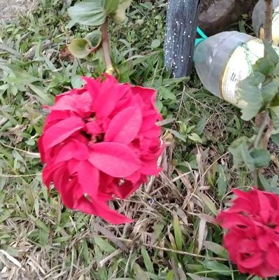 Thinley91967095's profile picture. Journalist