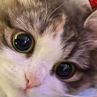 Nana Nama1015 母親猫ごましおさんのおねだり 猫 介護猫 ネコ