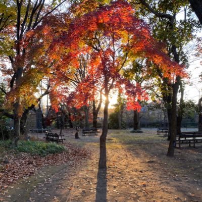 zd_autumn's profile picture. 紅葉🍁 error