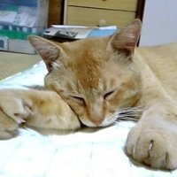 がたぱしゃ (@yamaneko2go) 's Twitter Profile Photo がたぱしゃ (@yamaneko2go) 's Twitter Profile Photo